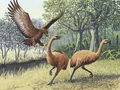 Orzeł Haasta atakujący nowozelandzkie moa (obraz). Ryc. John Megahan, źródło: http://journals.plos.org/plosbiology/article?id=10.1371/journal.pbio.0030020#pbio-0030020-g001, , dostęp: 02.11.2015